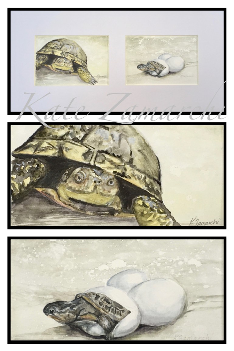 Blandings Turtles